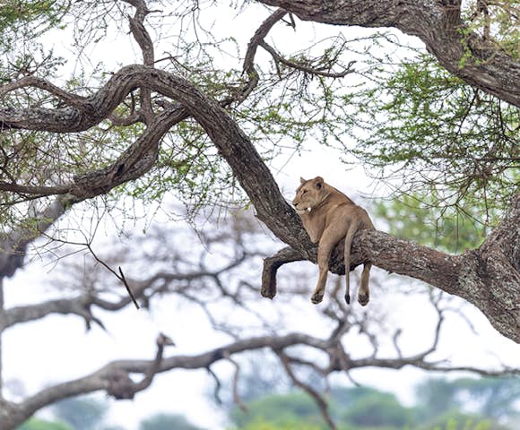 Tarangire National Park
