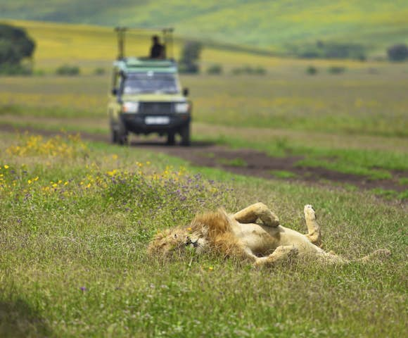 Safaris in Tanzania