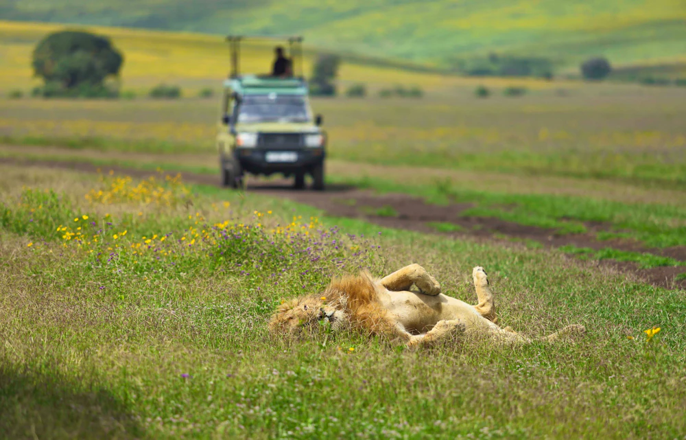 Wildlife on the Ngorongoro Crater floor