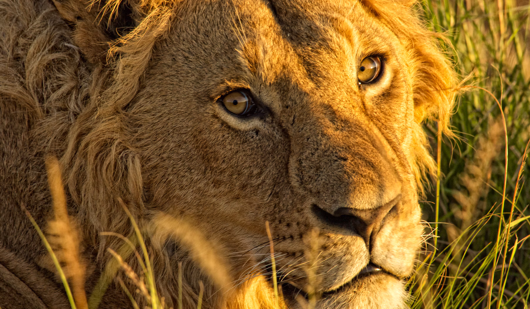Close-up of a lion in the Ngorongoro Crater, Tanzania