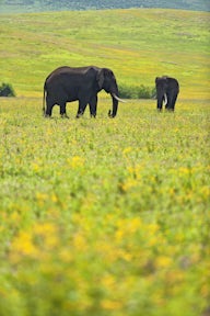 Ngorongoro Crater