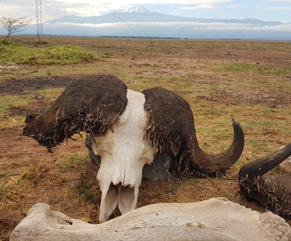 Lewa Conservancy