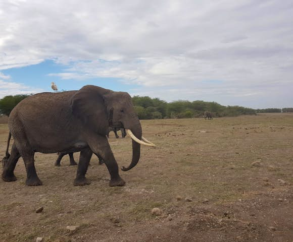 Lewa Conservancy