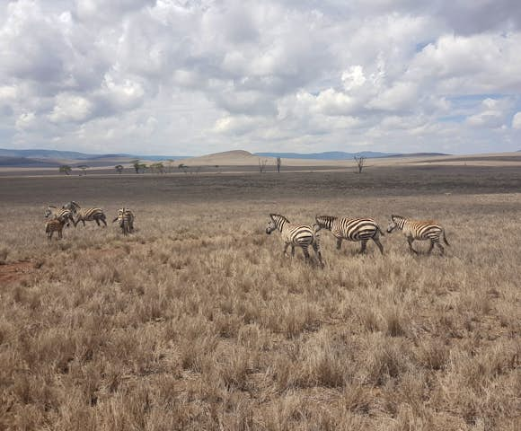 Lewa Conservancy