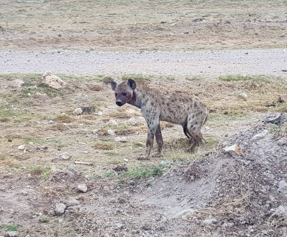 Lewa Conservancy