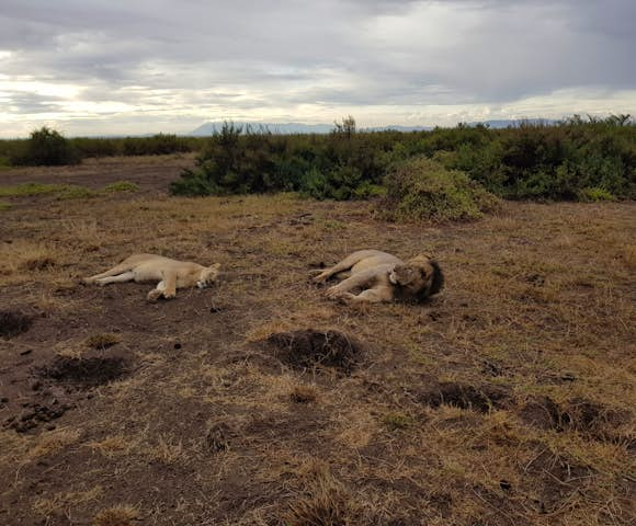 Lewa Conservancy