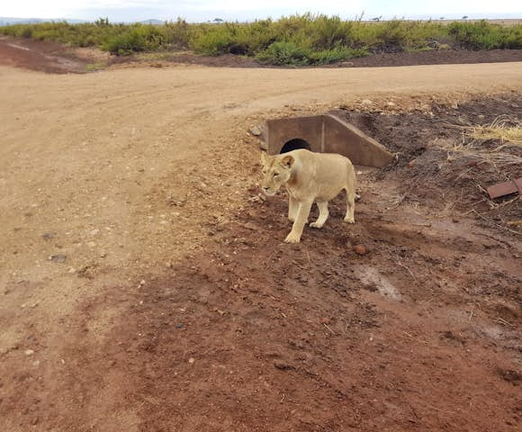 Lewa Conservancy