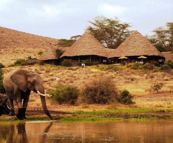 Wildlife in Kenya