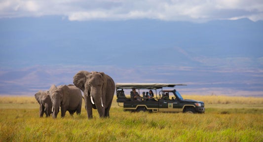 Wildlife in Kenya