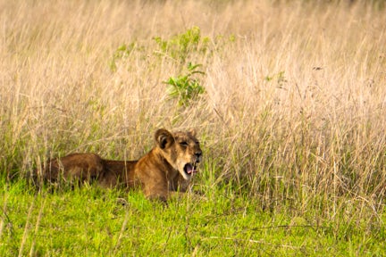 Sounds of the Wild