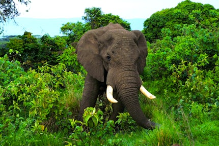 Sounds of the Wild