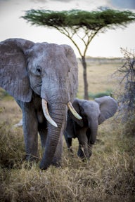 Masai Mara