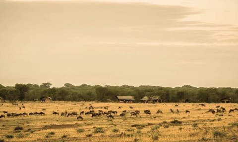 Safaris in Tanzania