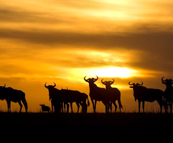 Wildlife in Tanzania