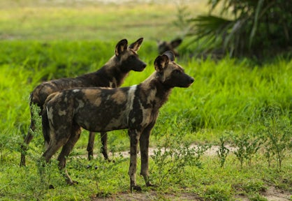 Katavi National Park