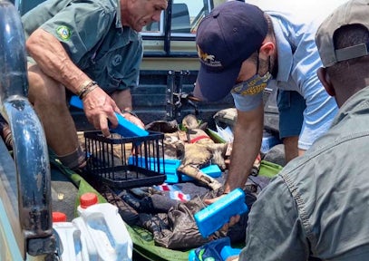 A New Home for Wild Dogs