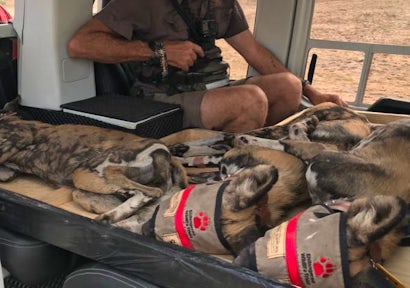 A New Home for Wild Dogs