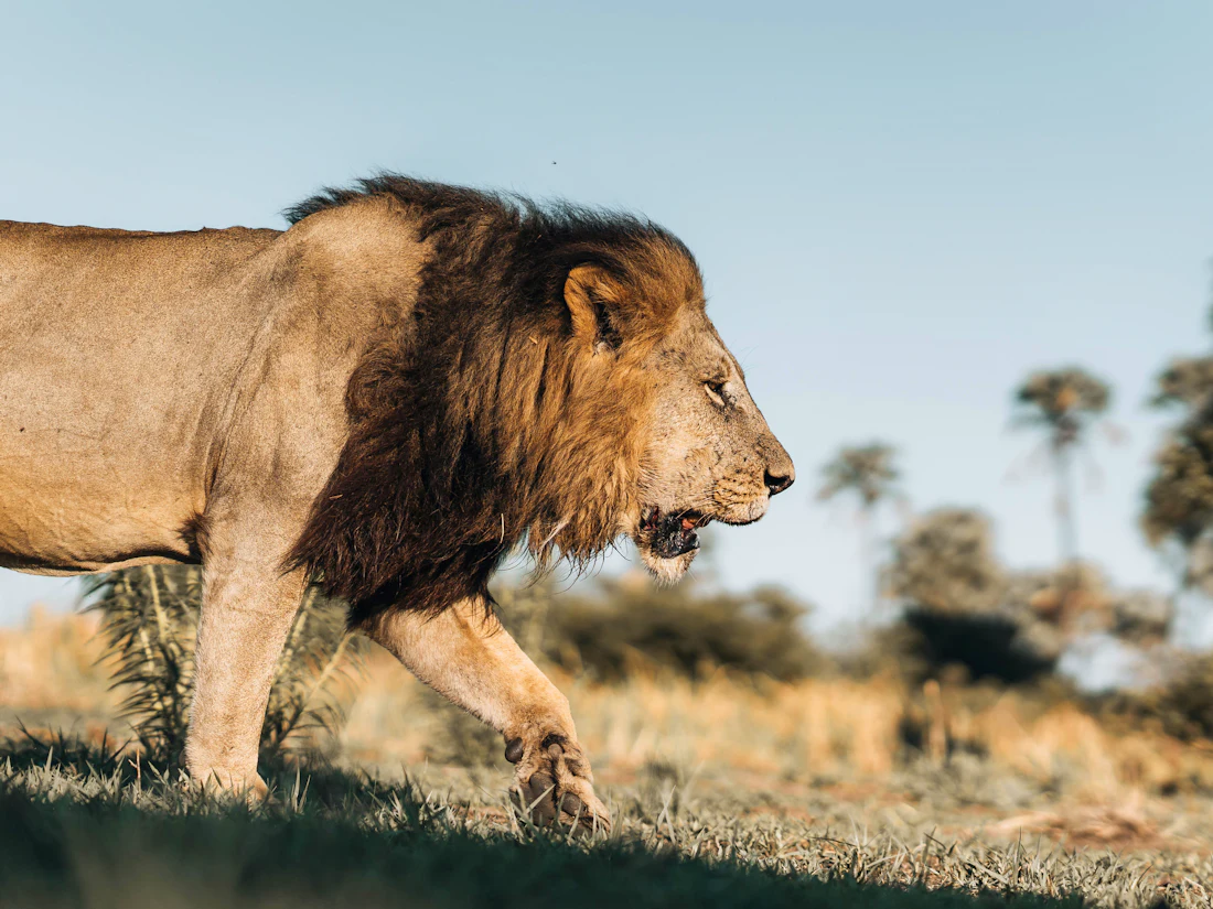 Wildlife country in Botswana's Moremi region